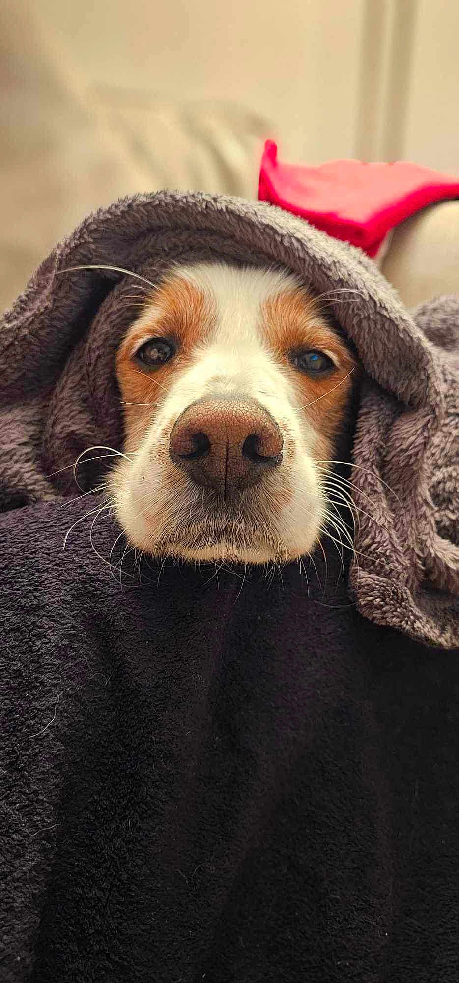 Archie