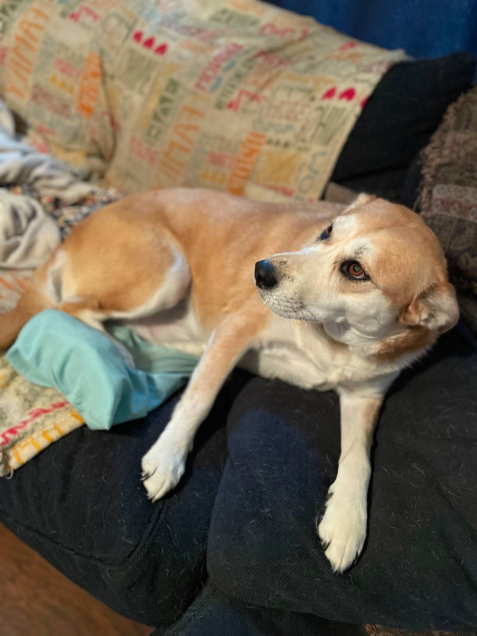 Nova joined the competition — help win amazing prizes! bored, canidae, carnivore, comfort, companion_dog, dog, dog_breed, fawn, flooring, fur, hardwood, linens, paw, pillow, retriever, snout, sporting_group, tail, whiskers, wood