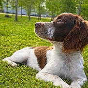 Theodore Bear Finn joined the competition — help win amazing prizes! dog, canine, brown_and_white, lying_down, grass, outdoor, nature, park, trees, daylight, pet, mammal, fur, animal, relaxed, side_view, snout, ears, quiet, peaceful