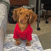 Aila joined the competition — help win amazing prizes! dog, puppy, dachshund, red_sweater, pet, ottoman, floral_pattern, living_room, carpet, paws, floppy_ears, brown_fur, portrait, furniture, couch, curious, indoor, chair, trash_can, cute