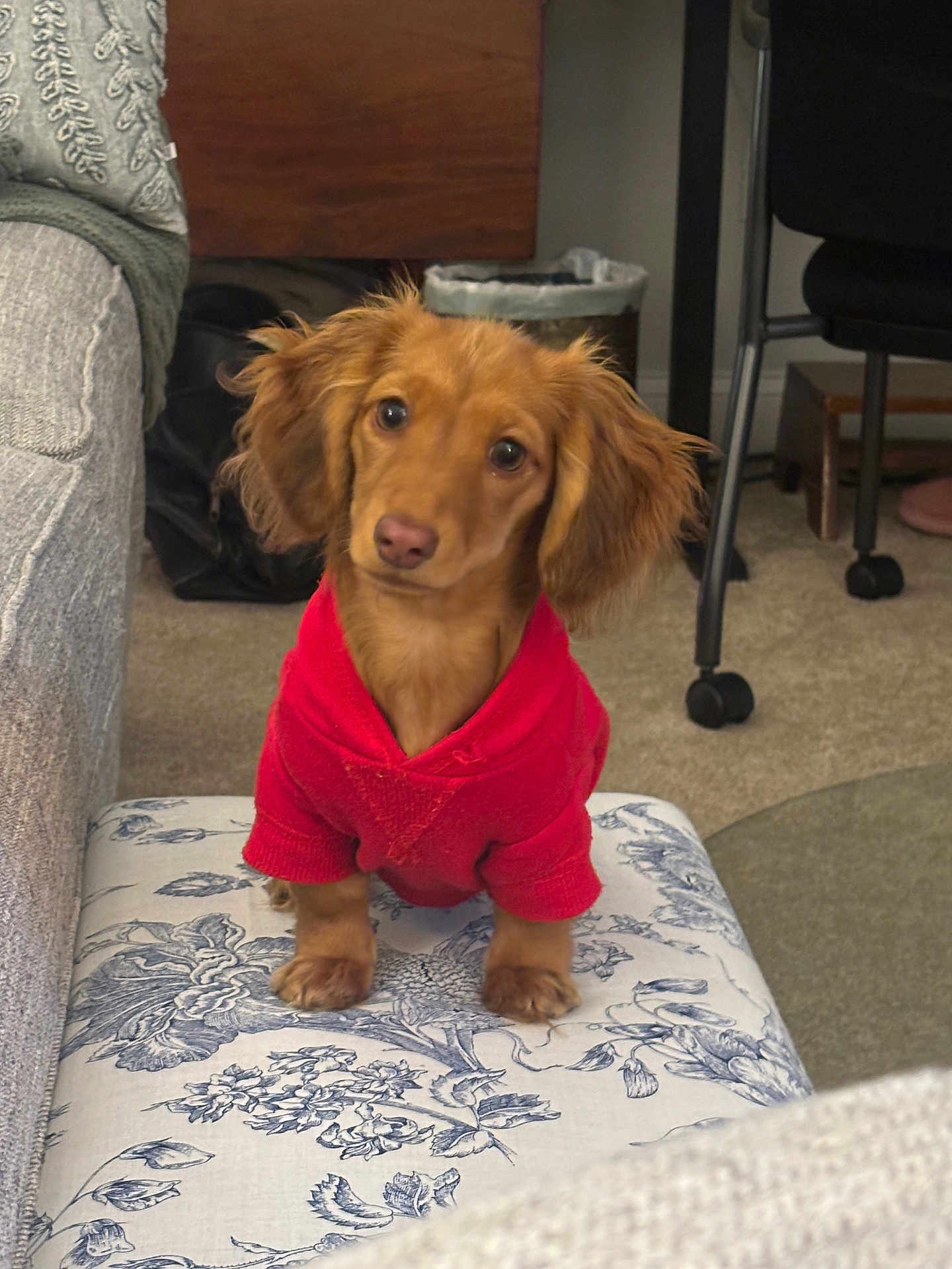 Aila joined the competition — help win amazing prizes! dog, puppy, dachshund, red_sweater, pet, ottoman, floral_pattern, living_room, carpet, paws, floppy_ears, brown_fur, portrait, furniture, couch, curious, indoor, chair, trash_can, cute