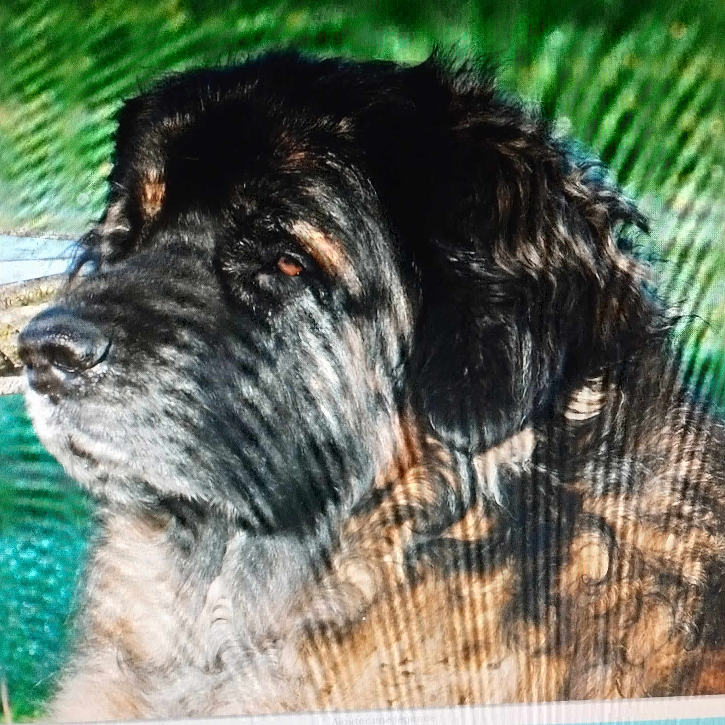 Okka participe au concours pour gagner de l'argent avec cette photo : animal, black_fur, brown_fur, calm, canine, closeup, companion, curly_fur, daylight, dog, fur_texture, grass, mammal, nature, outdoor, pet, portrait, relaxed, side_view, sunlight