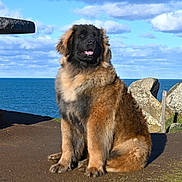Ukko a rejoint le concours — aidez-le/la à gagner de superbes lots ! dog, fluffy, sitting, outdoor, ocean, sky, clouds, rocks, cliff, nature, brown, black, canine, pet, portrait, daylight, fur, animal, scenic, peaceful