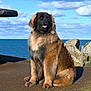 animal, black, brown, canine, cliff, clouds, daylight, dog, fluffy, fur, nature, ocean, outdoor, peaceful, pet, portrait, rocks, scenic, sitting, sky