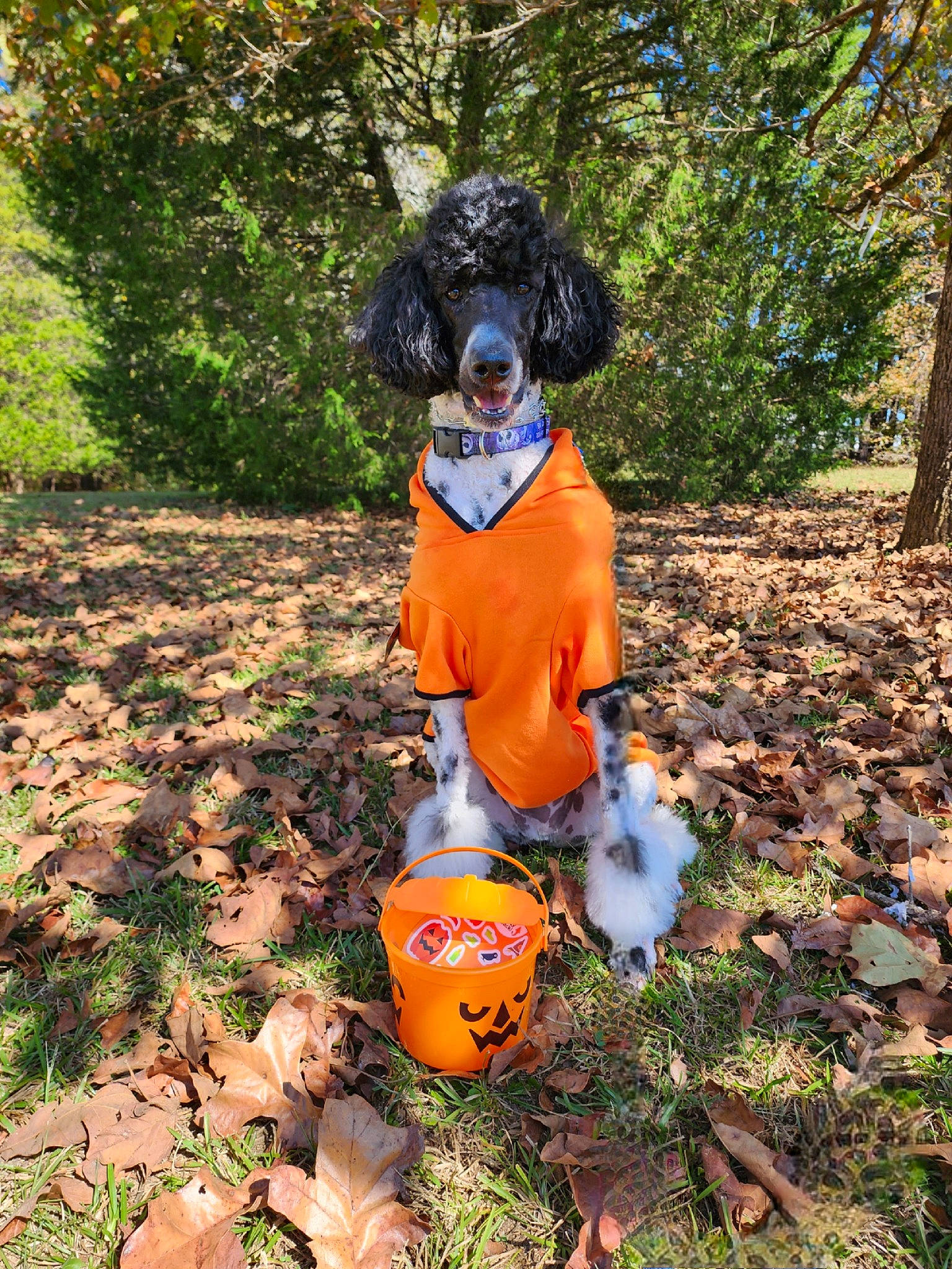 Sir. Jack Pooper is registered to the contest to win money with this photo: calabaza, carnivore, companion_dog, cucurbita, dog, dog_breed, dog_clothes, dog_supply, fawn, gourd, grass, hat, plant, pumpkin, soil, sporting_group, tail, tree, winter_squash, working_animal