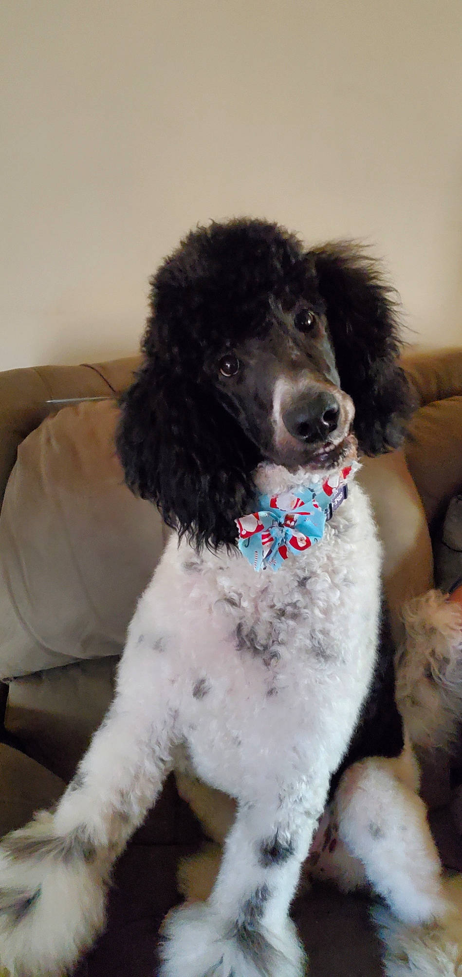 Sir. Jack Pooper joined the competition — help win amazing prizes! canidae, carnivore, collar, companion_dog, couch, dog, dog_breed, dog_collar, fur, gun_dog, non_sporting_group, poodle, puppy, sporting_group, toy_dog, water_dog, working_animal, working_dog