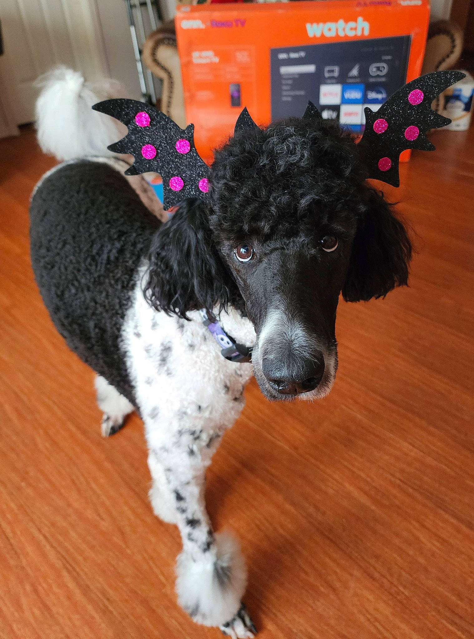 Sir. Jack Pooper joined the competition — help win amazing prizes! canidae, carnivore, collar, companion_dog, dog, dog_breed, dog_collar, dog_supply, flooring, fur, hardwood, pet_supply, snout, sporting_group, tail, varnish, water_dog, wood, wood_flooring, working_animal