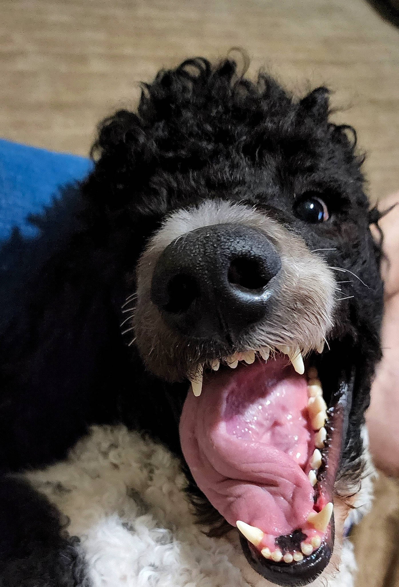Sir. Jack Pooper joined the competition — help win amazing prizes! canidae, carnivore, companion_dog, dog, dog_breed, dog_collar, fang, fur, labradoodle, paw, poodle, smile, snout, sporting_group, terrier, tongue, toy_dog, water_dog, working_animal, yawn