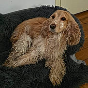 Princesse participe au concours pour gagner de l'argent avec cette photo : dog, cocker_spaniel, pet_bed, furry_bed, indoor, wooden_floor, door, wall, relaxed, lounging, canine, fur, animal, companion, cozy, household, domestic, cute, resting, calm