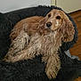 dog, cocker_spaniel, pet_bed, furry_bed, indoor, wooden_floor, door, wall, relaxed, lounging, canine, fur, animal, companion, cozy, household, domestic, cute, resting, calm