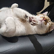 Wendy participe au concours pour gagner de l'argent avec cette photo : cat, animal, pet, relaxed, sleeping, paw, fur, indoor, chair, black, white, brown, cute, cozy, resting, whiskers, nose, closeup, comfortable, feline