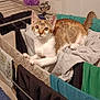 cat, laundry_rack, clothes, bathroom, tiled_wall, towel, domestic_animal, indoor, pet, curious, white_and_brown_cat, fabric, household, resting, looking, fur, ears, whiskers, paws, tail