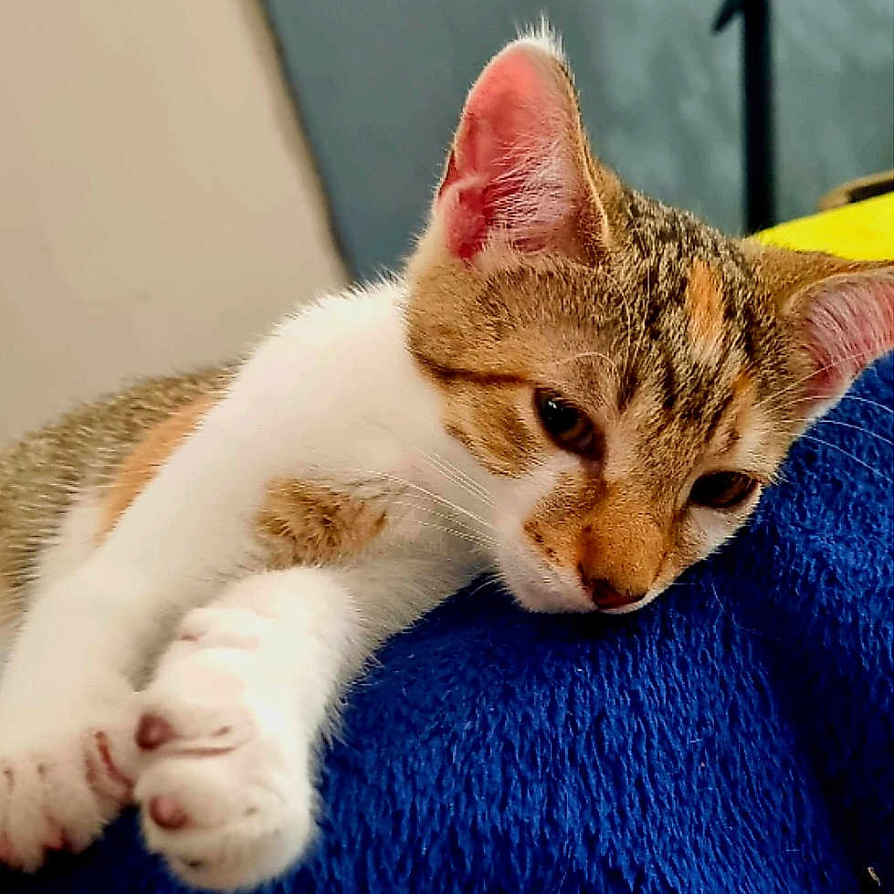 Wendy a rejoint le concours — aidez-le/la à gagner de superbes lots ! animal, blanket, blue_blanket, cat, closeup, cozy, cute, feline, fur, indoor, kitten, paws, pet, relaxed, resting, sleepy, soft_texture, tabby, white_fur, young_cat