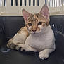 cat, kitten, pet_carrier, animal, feline, inside, resting, young_cat, ears, whiskers, fur, domestic_animal, curious, cute, indoor, closeup, plastic, eyes, sitting, relaxed