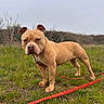 dog, tan_dog, leash, grass, outdoor, field, pet, canine, alert, standing, nature, overcast, collar, animal, muzzle, ears, four_legs, fur, medium_sized, serious_expression