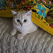 Milo joined the competition — help win amazing prizes! cat, kitten, white_cat, blanket, patterned_blanket, bed, quilted_bedspread, indoor, pet, cute, fur, animal, resting, cozy, comfort, small_animal, domestic_cat, lying_down, looking, young_cat