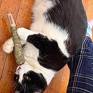 Oreo is registered to the contest to win money with this photo: cat, black_and_white, wooden_floor, toy, paw, curious, relaxed, lying_down, indoor, pet, animal, feline, cigar_shaped_object, plaid_pants, person_leg, playful, fur, whiskers, yellow_eyes, household