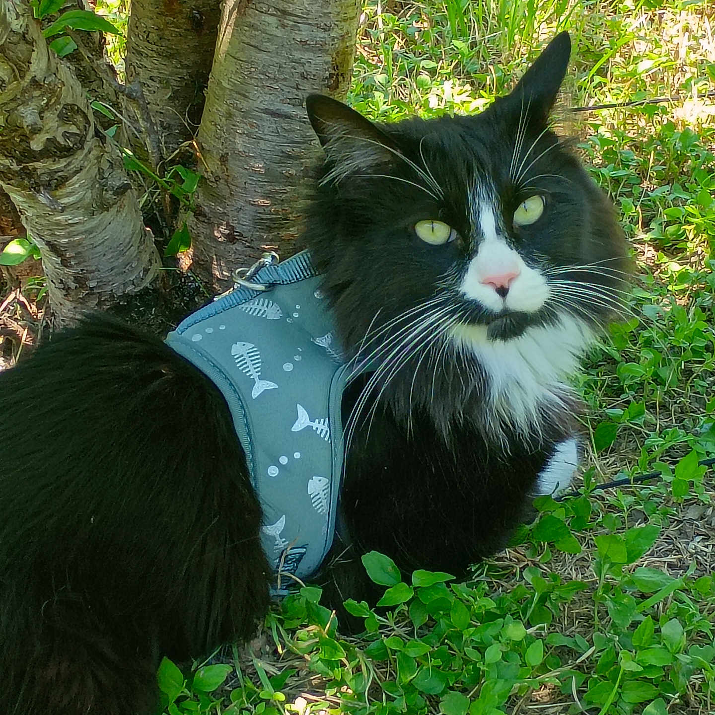 Milo