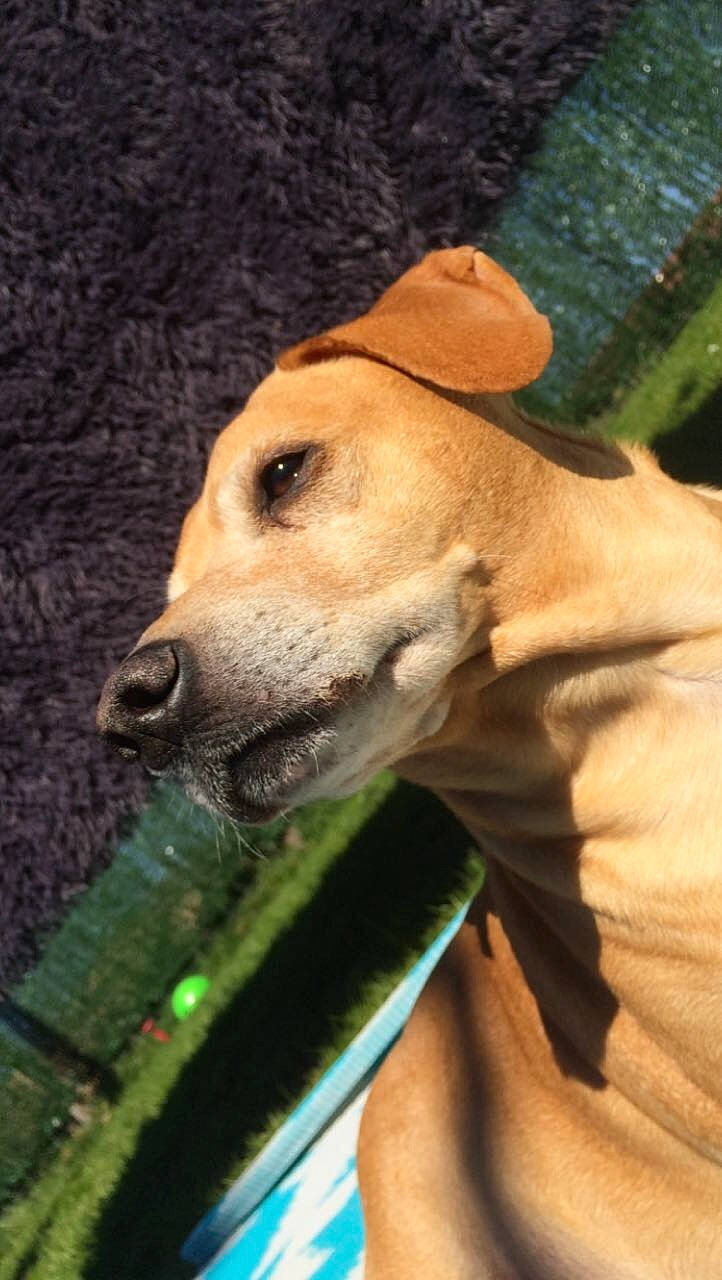 John participe au concours pour gagner de l'argent avec cette photo : ancient_dog_breeds, azawakh, black_mouth_cur, canidae, carnivore, chippiparai, dog, dog_breed, fawn, hunting_dog, lurcher, mammal, potcake_dog, rhodesian_ridgeback, snout, sporting_group, vertebrate, whippet