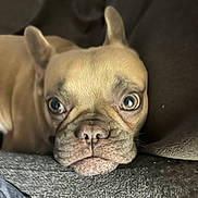 Chloe joined the competition — help win amazing prizes! dog, french_bulldog, close_up, resting, face, ears, eyes, nose, mouth, fur, pet, animal, portrait, indoor, couch, blanket, soft, brown, texture, expression
