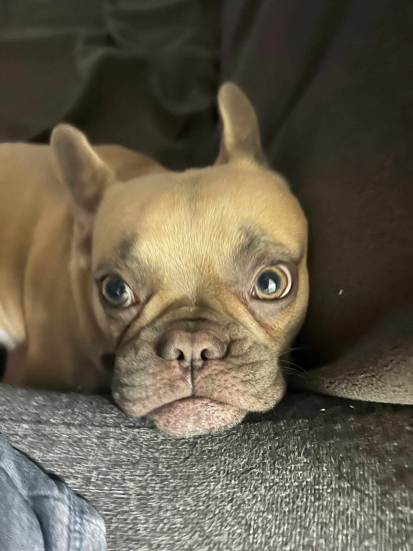 Chloe joined the competition — help win amazing prizes! dog, french_bulldog, close_up, resting, face, ears, eyes, nose, mouth, fur, pet, animal, portrait, indoor, couch, blanket, soft, brown, texture, expression
