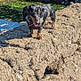 algae, animal, black, brown, canine, dachshund, daylight, dog, nature, outdoor, pet, playful, rock, shadow, small_dog, standing, sunlight, texture, tongue_out, water