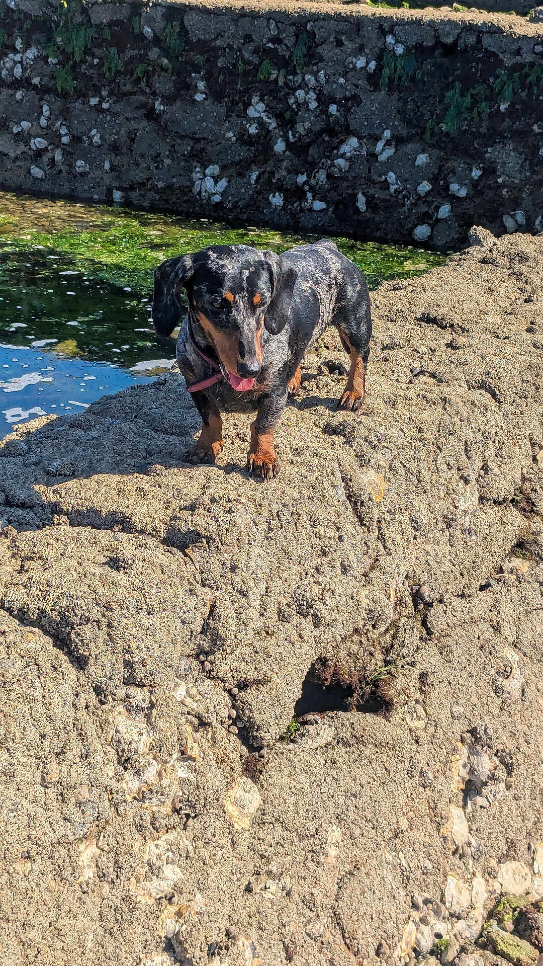Urka