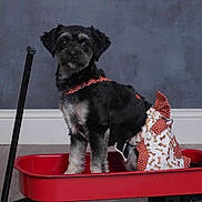 Nala is registered to the contest to win money with this photo: dog, pet, red_wagon, indoor, floor, wooden_floor, gray_wall, costume, clothing, black_dog, white_fur, cute, small_dog, sitting, animal, wheels, handle, playful, portrait, domestic