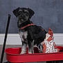 dog, pet, red_wagon, indoor, floor, wooden_floor, gray_wall, costume, clothing, black_dog, white_fur, cute, small_dog, sitting, animal, wheels, handle, playful, portrait, domestic