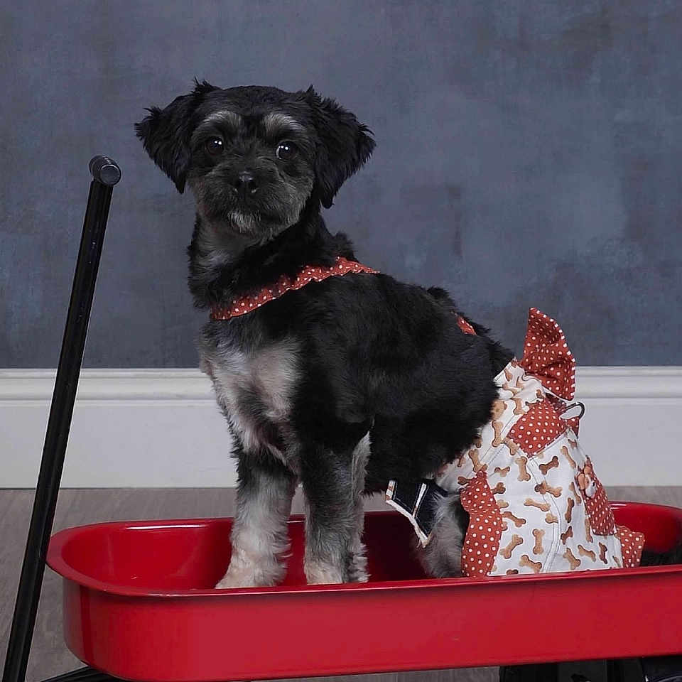 Nala is registered to the contest to win money with this photo: animal, black_dog, clothing, costume, cute, dog, domestic, floor, gray_wall, handle, indoor, pet, playful, portrait, red_wagon, sitting, small_dog, wheels, white_fur, wooden_floor