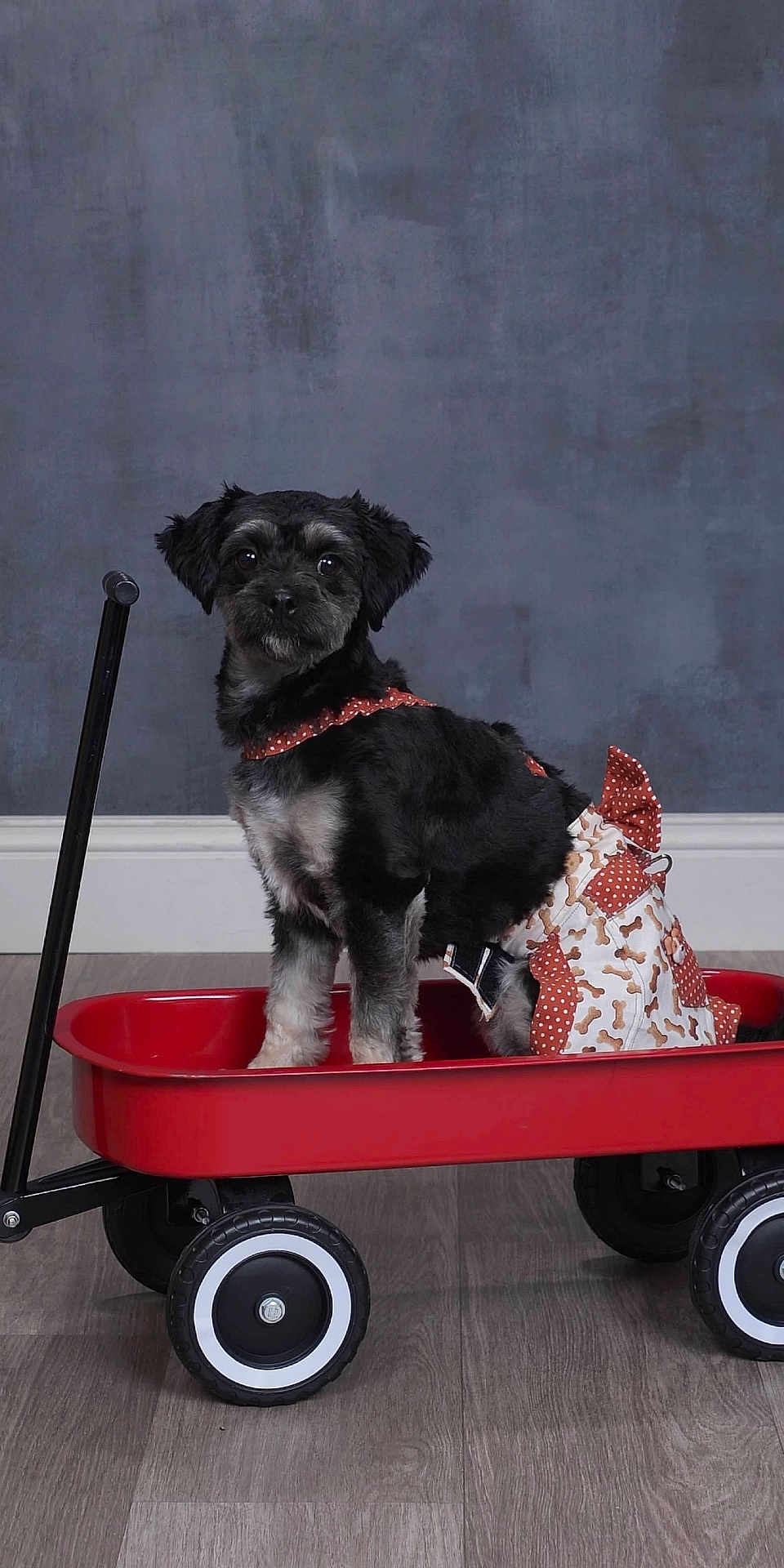 Nala is registered to the contest to win money with this photo: dog, pet, red_wagon, indoor, floor, wooden_floor, gray_wall, costume, clothing, black_dog, white_fur, cute, small_dog, sitting, animal, wheels, handle, playful, portrait, domestic