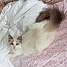 cat, blue_eyes, fluffy, white_fur, tail, bed, blanket, sheet, pink, white, animal, pet, indoor, relaxed, cute, feline, lying_down, soft_texture, looking_at_camera, resting