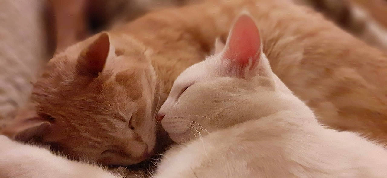 Caramel Et Fripon participe au concours pour gagner de l'argent avec cette photo : burmilla, carnivore, cat, close_up, colorpoint_shorthair, felidae, fur, khao_manee, kitten, mammal, nap, nose, paw, skin, sleep, small_to_medium_sized_cats, snout, turkish_angora, turkish_van, whiskers