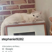 Perle participe au concours pour gagner de l'argent avec cette photo : cat, white_cat, pet, animal, feline, lying_down, relaxed, indoor, cabinet, furniture, brick_wall, home, portrait, photograph, smartphone_screenshot, profile_page, social_media, white_fur, resting, cozy