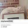 cat, white_cat, pet, animal, feline, lying_down, relaxed, indoor, cabinet, furniture, brick_wall, home, portrait, photograph, smartphone_screenshot, profile_page, social_media, white_fur, resting, cozy