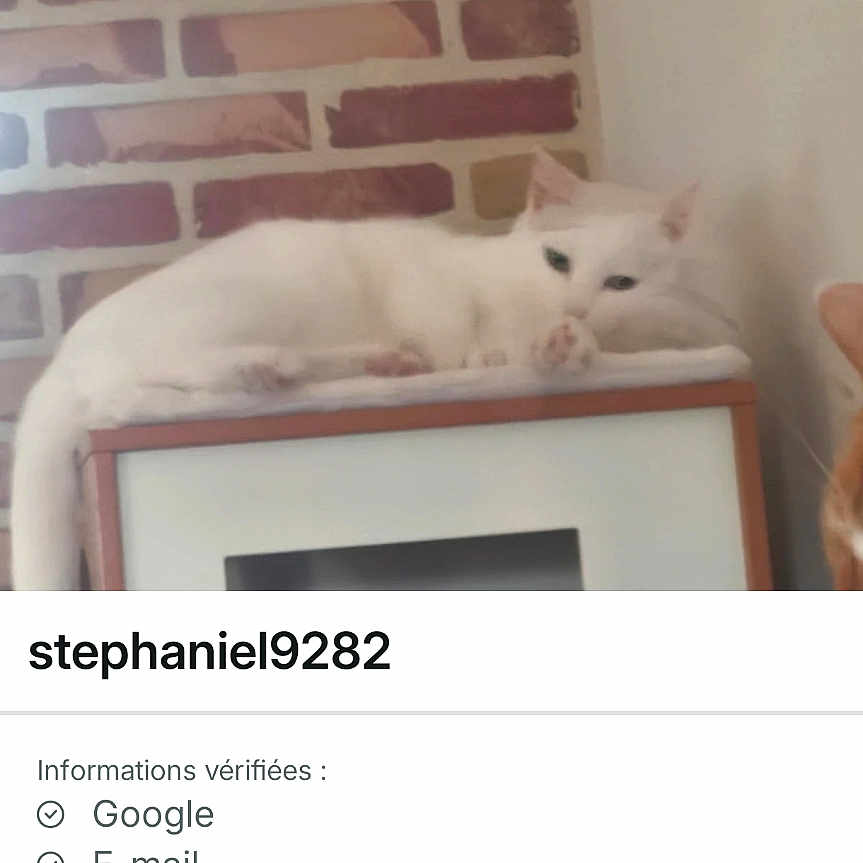Perle participe au concours pour gagner de l'argent avec cette photo : cat, white_cat, pet, animal, feline, lying_down, relaxed, indoor, cabinet, furniture, brick_wall, home, portrait, photograph, smartphone_screenshot, profile_page, social_media, white_fur, resting, cozy