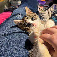 Ginny joined the competition — help win amazing prizes! animal, cat, closeup, cluttered_background, cozy, curious, cute, denim, fingers, fur, hand, indoor, jeans, kitten, legs, paw, pet, pink_nose, playful, relaxing