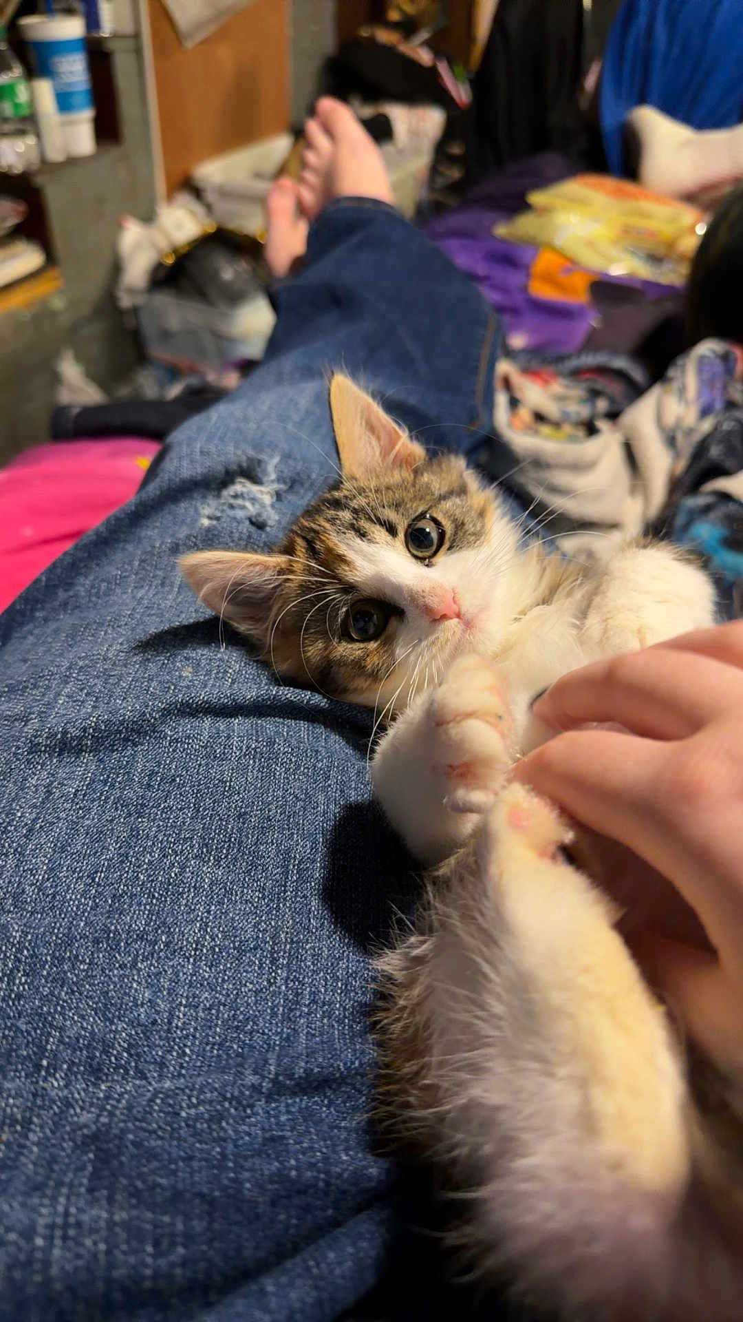 Ginny joined the competition — help win amazing prizes! animal, cat, closeup, cluttered_background, cozy, curious, cute, denim, fingers, fur, hand, indoor, jeans, kitten, legs, paw, pet, pink_nose, playful, relaxing