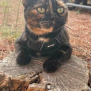Olana a rejoint le concours — aidez-le/la à gagner de superbes lots ! cat, tortoiseshell, outdoor, tree_stump, harness, close_up, animal, pet, fur, whiskers, yellow_eyes, nature, pine_needles, blurred_background, wood, relaxed, side_view, mammal, domestic_cat, alert