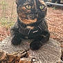 cat, tortoiseshell, outdoor, tree_stump, harness, close_up, animal, pet, fur, whiskers, yellow_eyes, nature, pine_needles, blurred_background, wood, relaxed, side_view, mammal, domestic_cat, alert