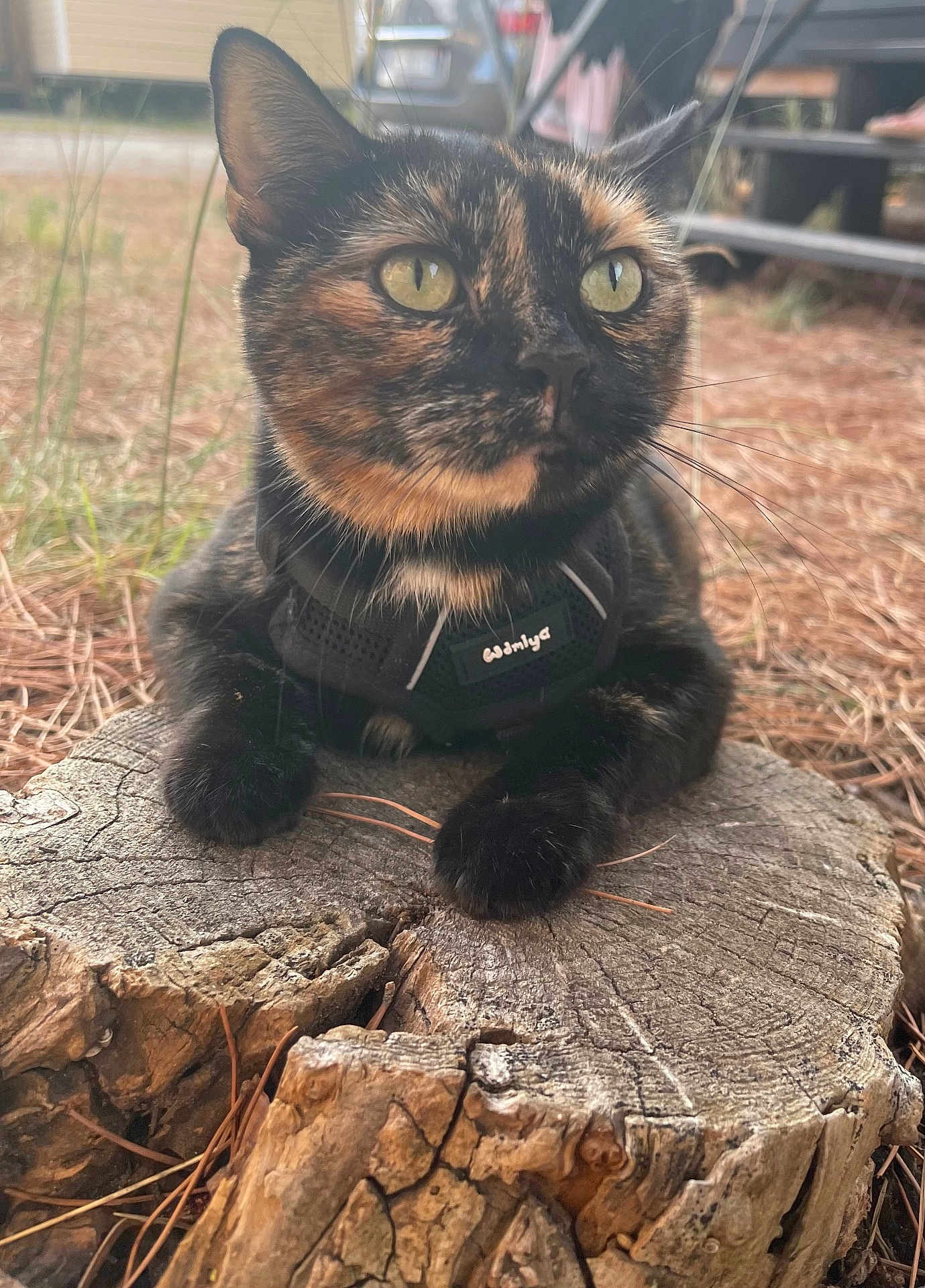 Olana a rejoint le concours — aidez-le/la à gagner de superbes lots ! cat, tortoiseshell, outdoor, tree_stump, harness, close_up, animal, pet, fur, whiskers, yellow_eyes, nature, pine_needles, blurred_background, wood, relaxed, side_view, mammal, domestic_cat, alert