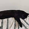 animal, black_cat, blanket, cat, comfort, cozy, cute, feline, fur, home, indoor, nap, peaceful, pet, quiet, relaxed, resting, sleeping, soft_texture, striped_blanket