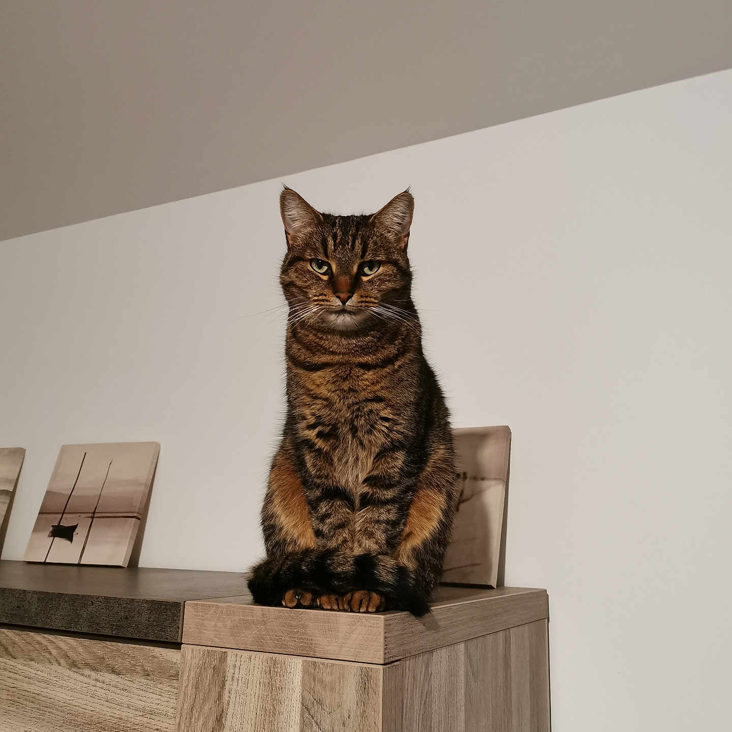 Reine Et Ruby a rejoint le concours — aidez-le/la à gagner de superbes lots ! animal, artwork, black, brown, cat, ears, eyes, feline, furniture, indoor, minimalist, pet, portrait, serious, sitting, striped, tabby, wall, whiskers, wooden_cabinet