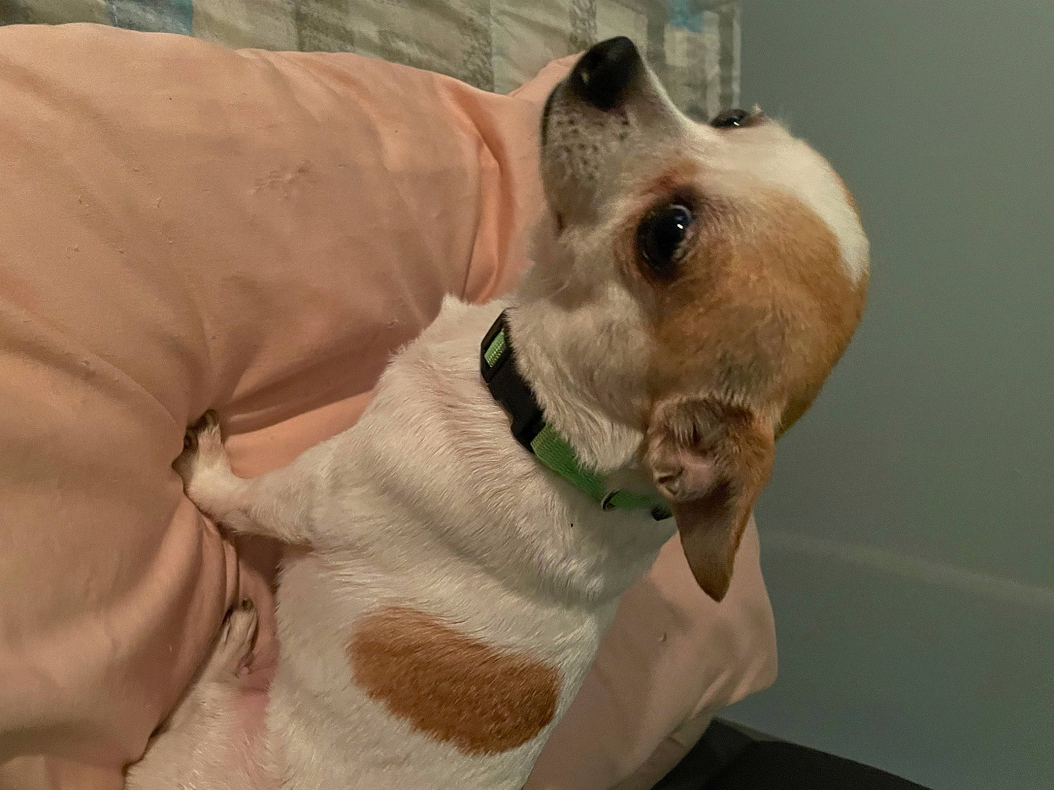 Crybaby Cupcake Cheechee Sue is registered to the contest to win money with this photo: canidae, carnivore, collar, companion_dog, dog, dog_breed, dog_collar, ear, eyelash, fashion_accessory, fawn, felidae, fur, pet_supply, sleeve, small_to_medium_sized_cats, snout, sporting_group, whiskers, working_animal