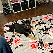 Sophie joined the competition — help win amazing prizes! puppy, dog, blue_eyes, blanket, floral_pattern, wooden_floor, board_games, hoverboard, shelf, storage_bins, vacuum_cleaner, indoor, pet, cute, curious, young_dog, home, floor, animal, relaxing