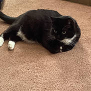 Bootsy is registered to the contest to win money with this photo: cat, tuxedo_cat, black_and_white, indoor, carpet, pet, feline, animal, relaxed, paws, whiskers, fur, cute, domestic, resting, laying_down, side_view, calm, cozy, household