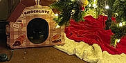 Bootsy is registered to the contest to win money with this photo: cat, black_cat, cardboard_house, christmas_tree, christmas_lights, ornaments, holiday_decor, carpet, tree_skirt, indoor, pet, festive, cozy, animal, home, lighting, decoration, cute, feline, holiday
