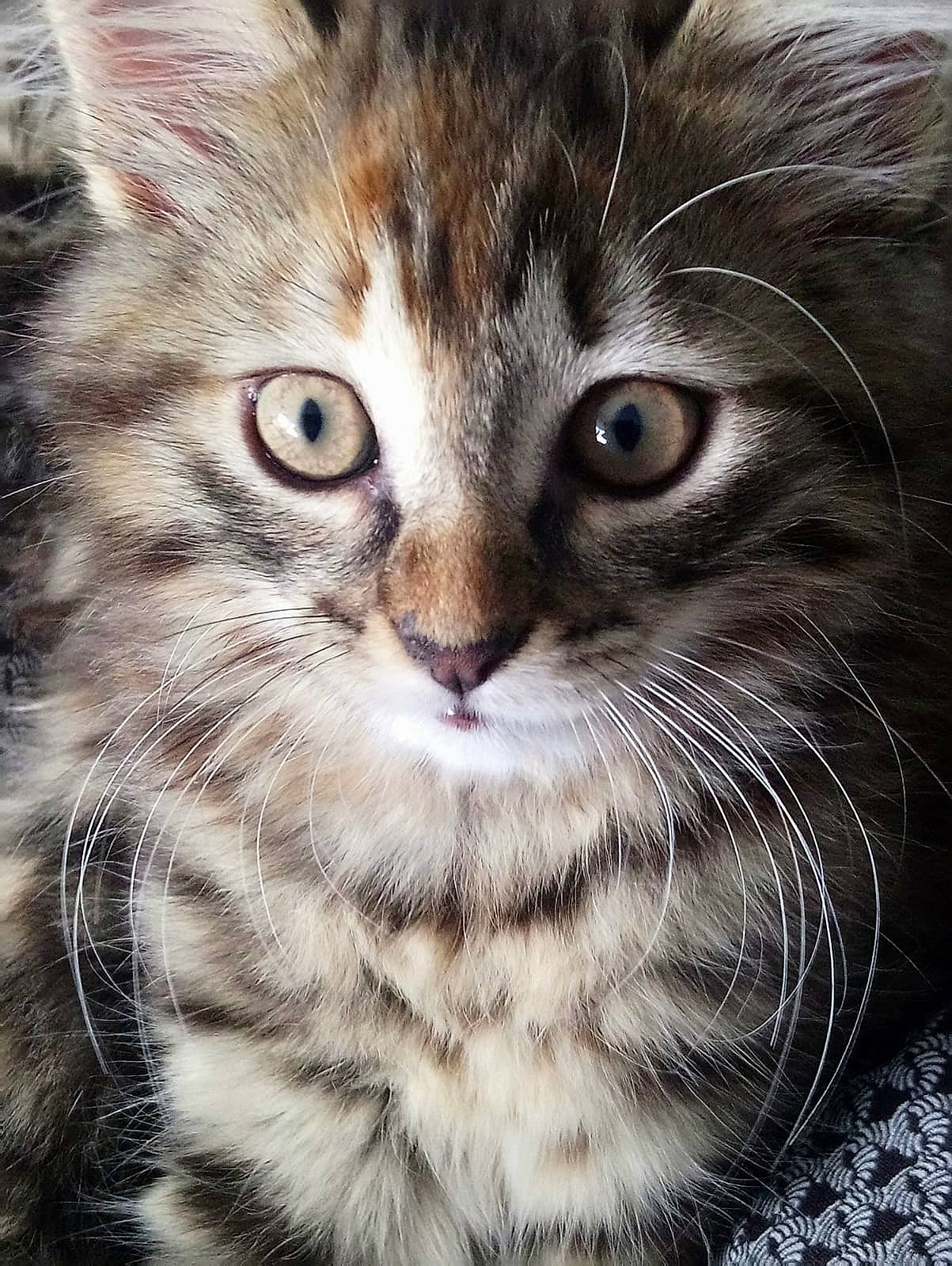 Lia participe au concours pour gagner de l'argent avec cette photo : beauty, carnivore, cat, close_up, domestic_short_haired_cat, fawn, felidae, fur, grass, iris, paw, photo_caption, photography, small_to_medium_sized_cats, snout, terrestrial_animal, whiskers, wildlife