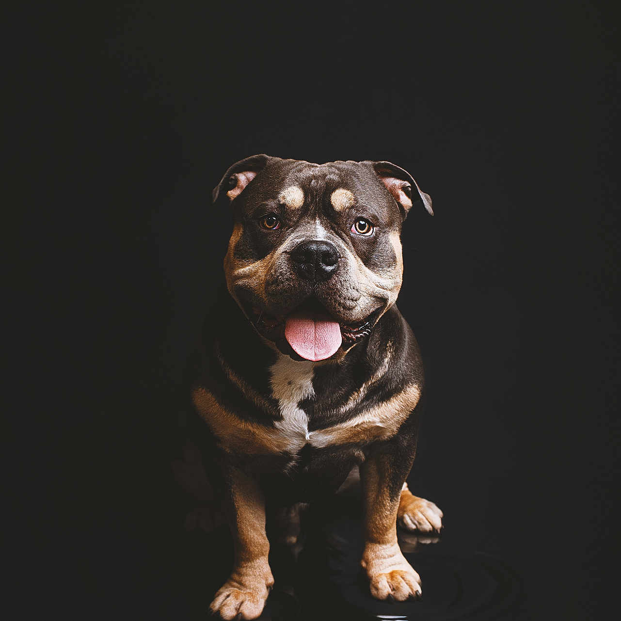 Vasko a rejoint le concours — aidez-le/la à gagner de superbes lots ! animal, black_background, canine, cute, dog, domestic_animal, ears, expression, friendly, fur, happy, looking_at_camera, mammal, pet, portrait, reflection, short_hair, sitting, studio_lighting, tongue_out
