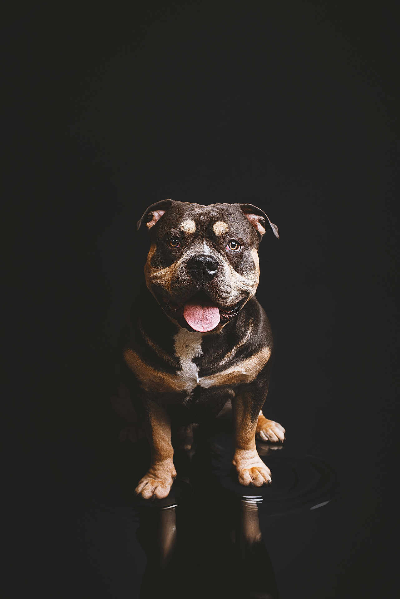 Vasko a rejoint le concours — aidez-le/la à gagner de superbes lots ! animal, black_background, canine, cute, dog, domestic_animal, ears, expression, friendly, fur, happy, looking_at_camera, mammal, pet, portrait, reflection, short_hair, sitting, studio_lighting, tongue_out